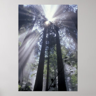 Póster NA, EUA, Califórnia. Costa Del Norte State