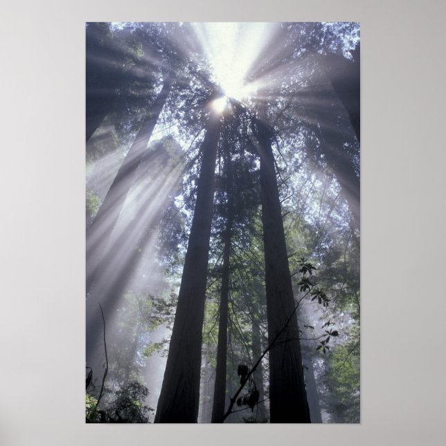 Póster NA, EUA, Califórnia. Costa Del Norte State (Frente)