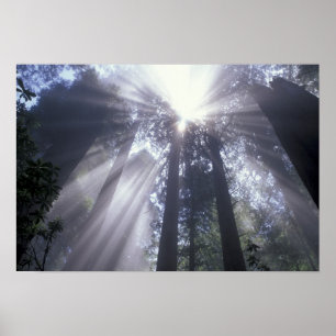 Póster NA, EUA, Califórnia. Del Norte Coast State 2