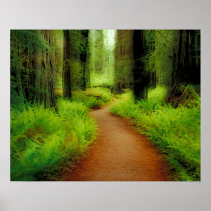 Poster NA, EUA, Califórnia, Jedediah Smith Redwoods
