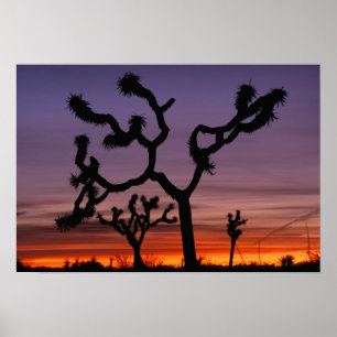 Póster NA, EUA, Califórnia. Parque Nacional Joshua Tree