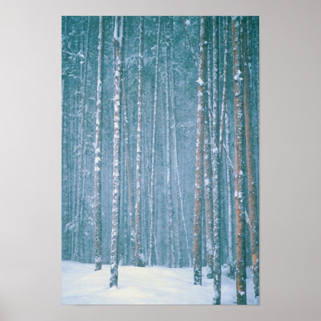 Poster NA, EUA. Cena de inverno de neve entre (Frente)