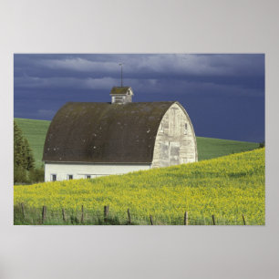 Póster NA, EUA, Idaho, ao sul de Genesse, campo de Canola