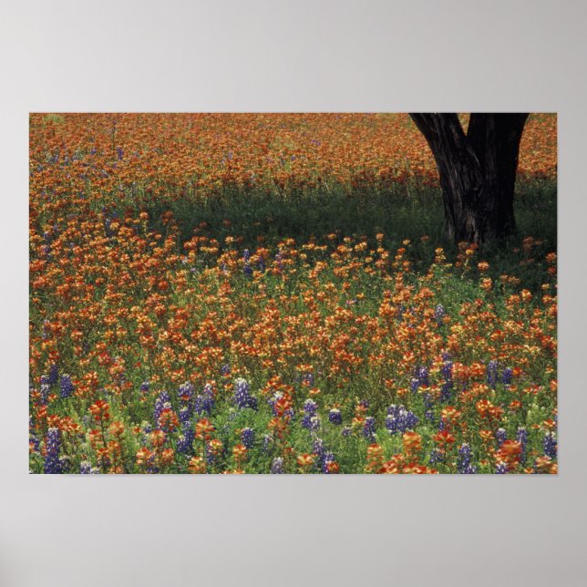 Póster NA, EUA, Texas, Hill Country, Paint brush e (Frente)