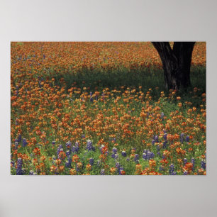 Póster NA, EUA, Texas, Hill Country, Pincel e