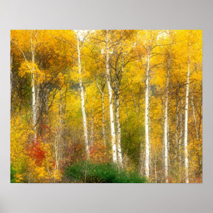Poster NA, EUA, Washington, Árvores de Aspen no Outono ao