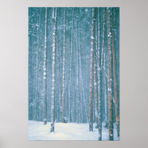 Poster NA, EUA, WY. Cena de inverno nevado entre