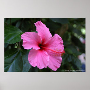 Póster Na flor