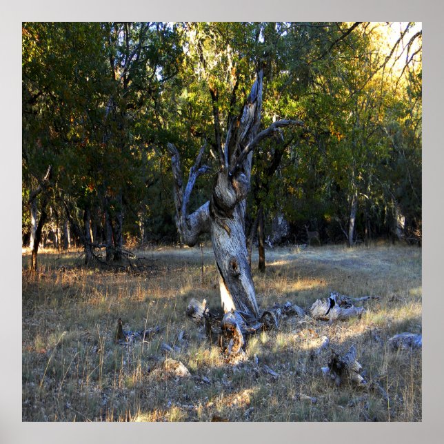 Poster Na Floresta.... (Frente)