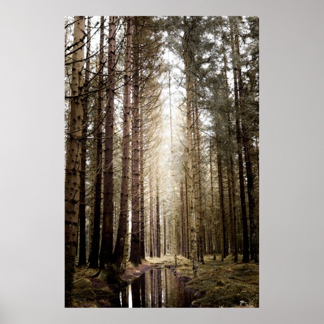 POSTER NA FLORESTA (Frente)