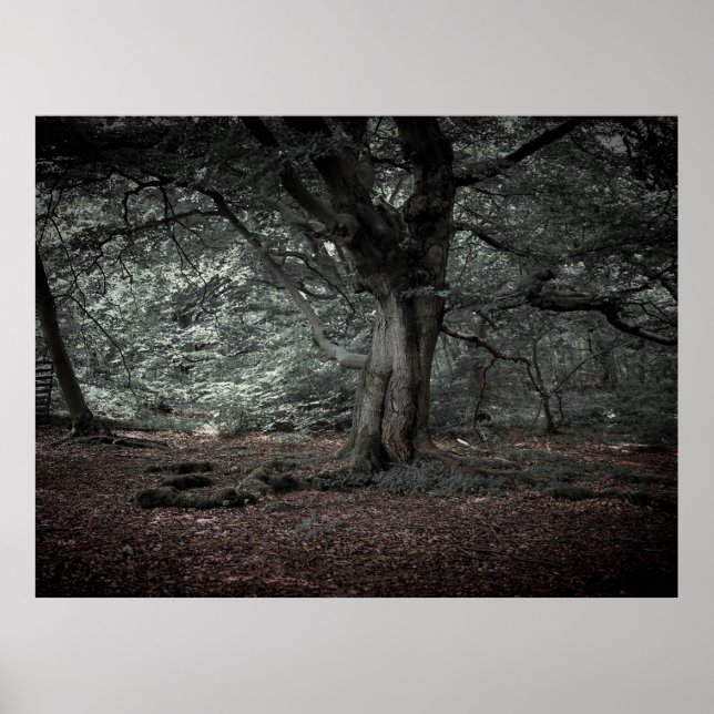 Poster Na floresta de conto de fadas (Frente)