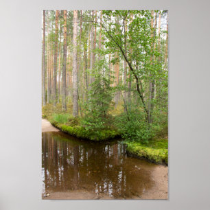 Poster Na floresta depois da chuva