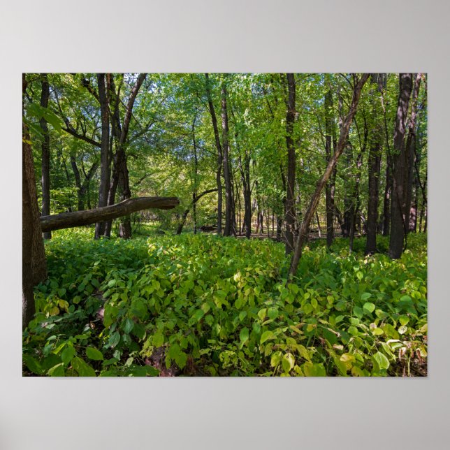 Poster na floresta em fort snelling state park (Frente)
