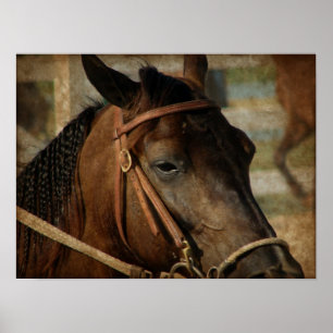 Póster Na mostra do cavalo