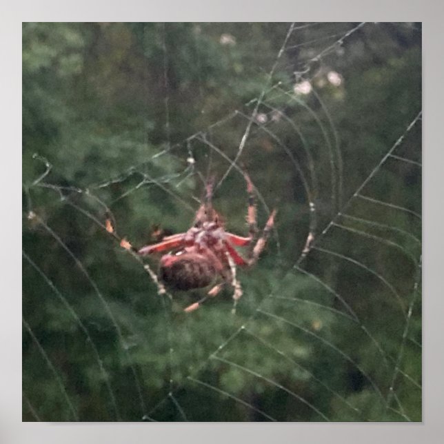 Poster Na Teia (Aranha na teia) (Frente)