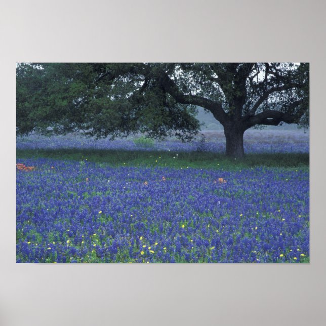Póster NA, Texas, Devine, Carvalho e bonnets azuis (Frente)