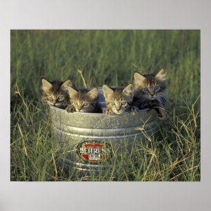 Poster NA, USA, Florida, rural Florida. Eight-week-old