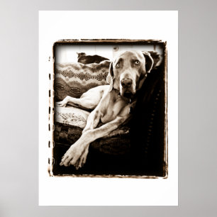 Póster Nação de Weimaraner: De "A cadeira Ballou "