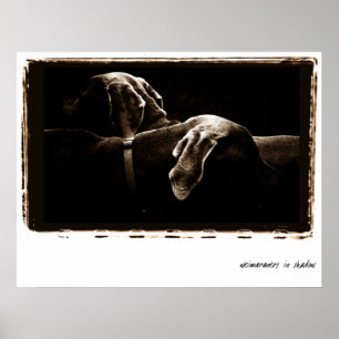 Poster Nação de Weimaraner: Weimaraners na sombra