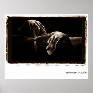 Poster Nação Do Weimaraner : Weimaraners Na Sombra