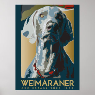 Póster Nação Weimaraner : AKC Weimaraner