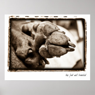 Poster Nação Weimaraner : "O Pé Bem Viajado"