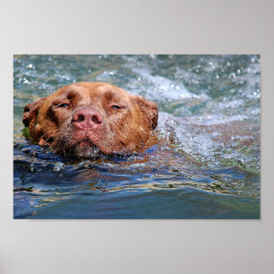 Póster Nadação de Cães