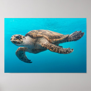 Poster Nadação de Tartaruga do Mar