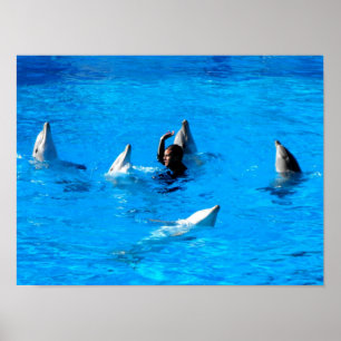 Poster Nadar com cinco golfinhos na Espanha