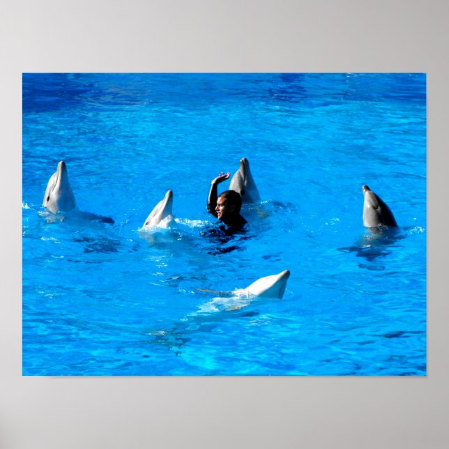 Poster Nadar com cinco golfinhos na Espanha (Frente)