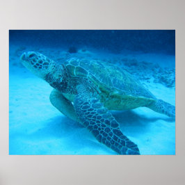Póster Nadar com tartarugas marinhas 2