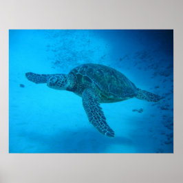 Poster Nadar com tartarugas marinhas 4