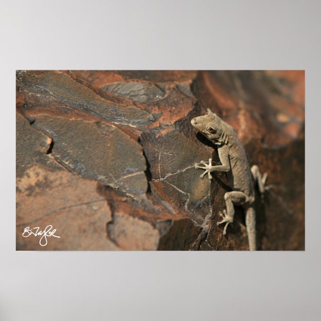 Poster Namib Day Gecko (Bradfield) (Frente)