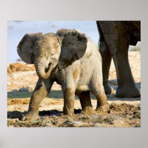 Poster Namíbia, África: Bebê Elefante Africano