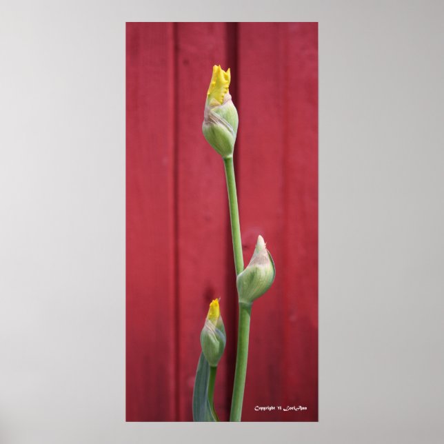 Poster Não aberto - Amarelo (Frente)