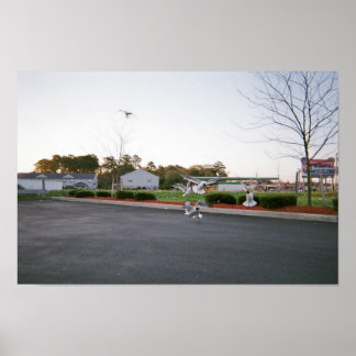 Póster Não alimente as gaivotas