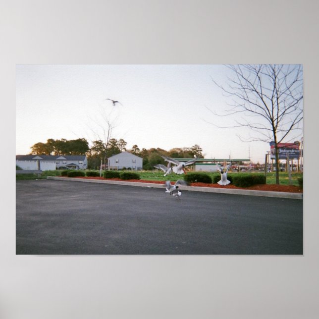 Póster Não alimente as gaivotas (Frente)