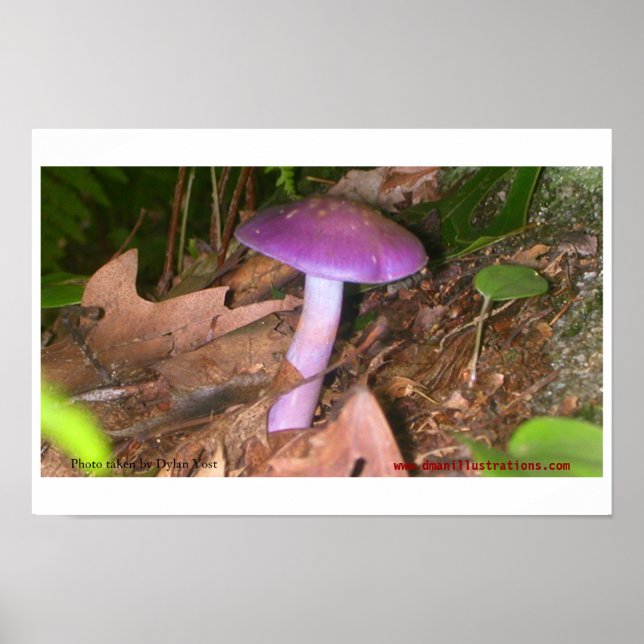 Póster Não Coma o Cogumelo (Frente)