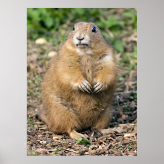 Póster Não Estou Gordo, Estou Fofo Impresso