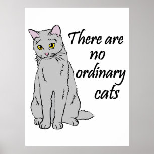 Poster Não Há Gatos Comuns
