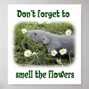Póster Não se esqueça de cheirar as flores