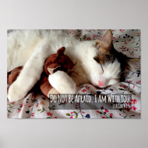 Poster Não seja gato receoso que dorme com urso de