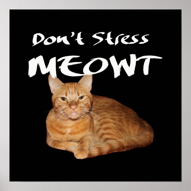 Poster Não Stress Meowt - O Gato Laranja me estressa (Frente)