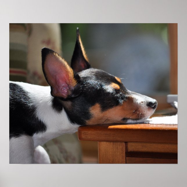 Póster Nap do Enzo (Frente)