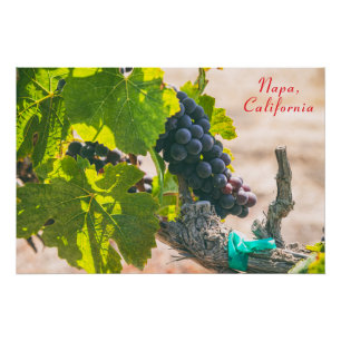 Póster Napa, Califórnia