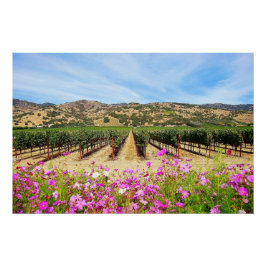 Póster Napa Valley Vineyard com Cosmos