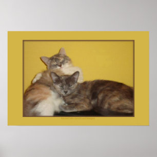 Póster Nappers de Cat