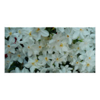 Narciso Branco Delicado de Paperwhite Flores