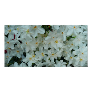 Póster Narciso Branco Delicado de Paperwhite Flores