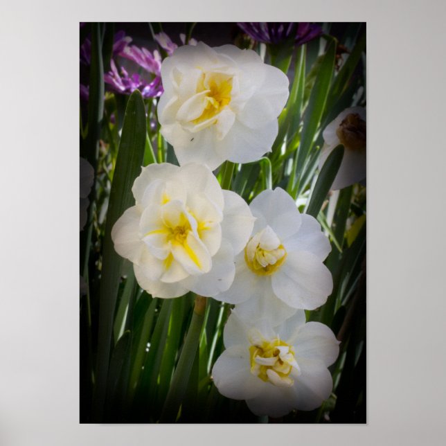 Poster Narciso Daffodils (Frente)